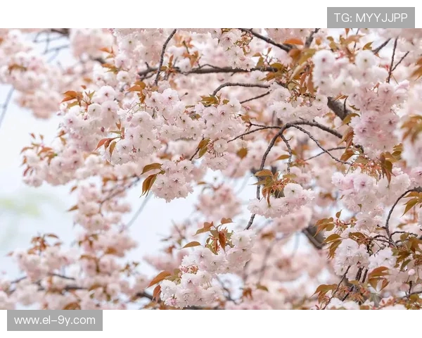 以好看旋转足球樱花为中心的唯美春日动感主题视觉创意魅力探索之旅 以好看旋转足球樱花为中心的唯美春日动感主题视觉创意魅力探索之旅